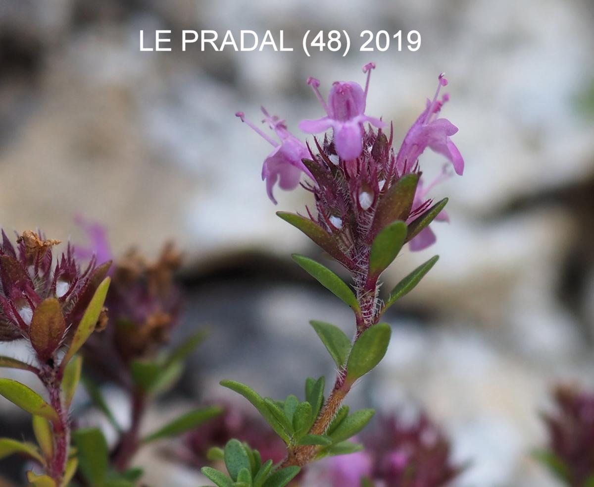 Thyme, (Dolomite) flower